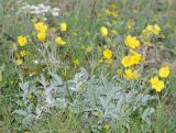 Potentilla nivea