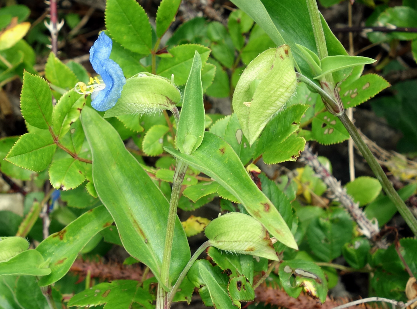 Изображение особи Commelina communis.