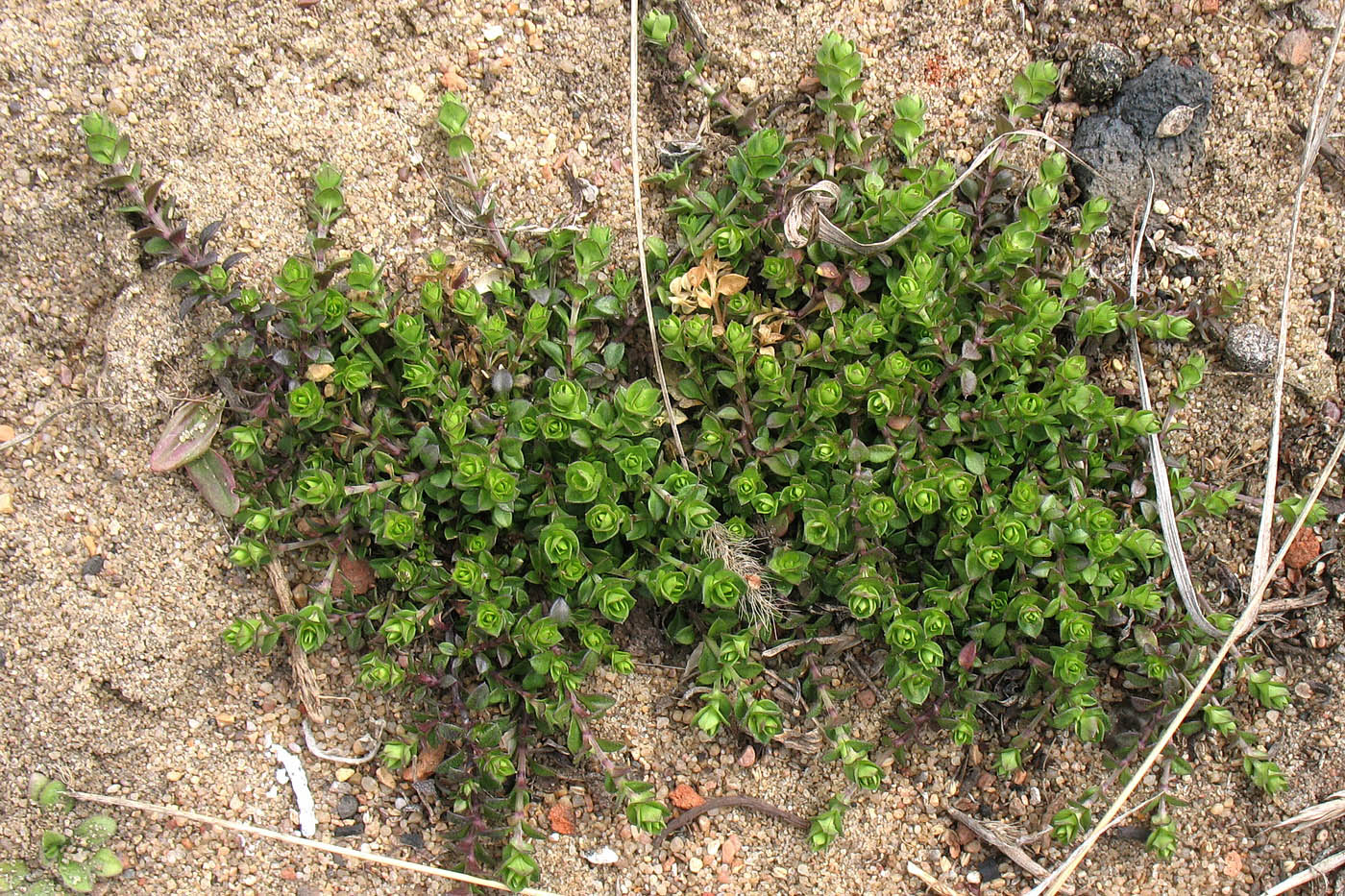 Image of Arenaria serpyllifolia specimen.