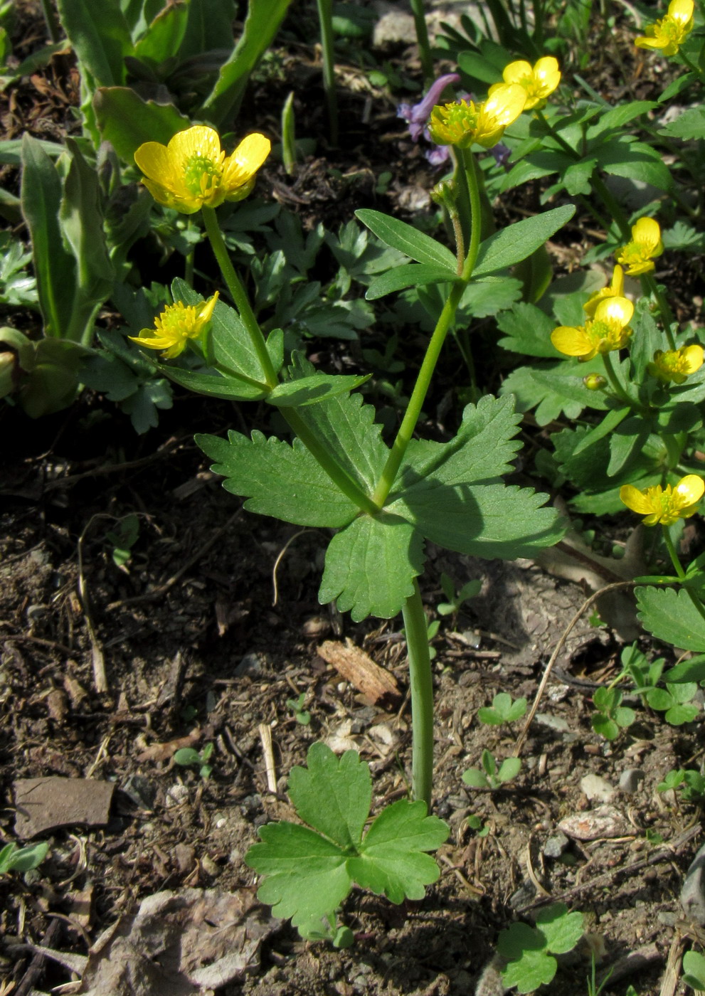 Изображение особи Ranunculus sobakus.