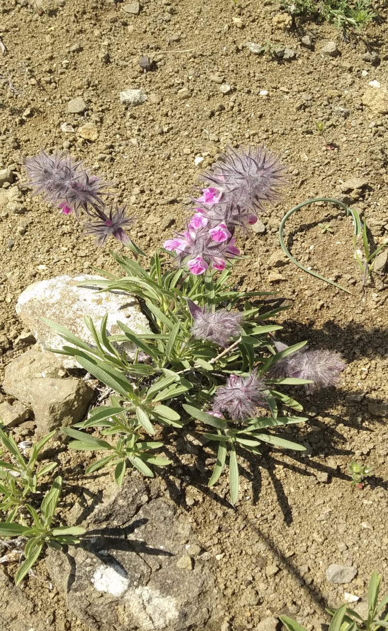 Image of Stachys lavandulifolia specimen.