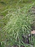 Corispermum declinatum