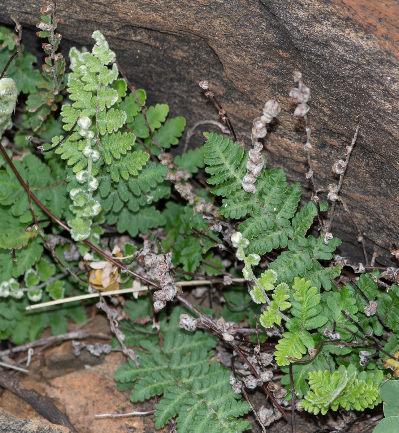 Изображение особи Cheilanthes marlothii.