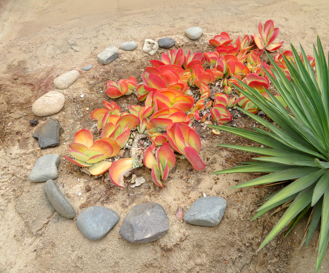 Изображение особи Cotyledon orbiculata.