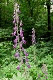 Aconitum septentrionale