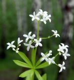 Galium odoratum. Соцветия. Подмосковье, окр. г. Одинцово, берёзовая роща. Май 2020 г.