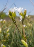 Dichodon viscidum. Верхушка цветущего растения. Краснодарский край, Крымский р-н, окр. станицы Гладковская, грязевой вулкан Гладковские сопки, мезофитный луг за пределами сопочного поля. 25.04.2020.