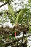 Anthurium schlechtendalii