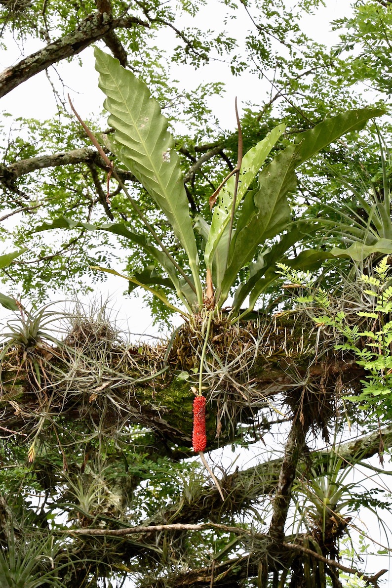 Изображение особи Anthurium schlechtendalii.