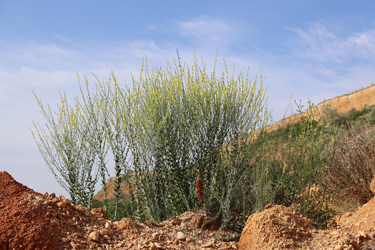 Image of Linaria genistifolia specimen.