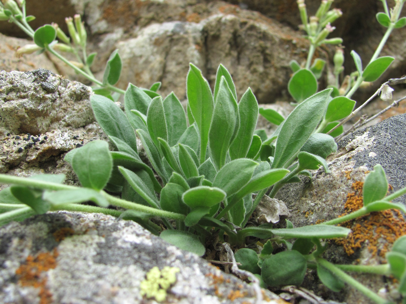 Image of Silene pygmaea specimen.
