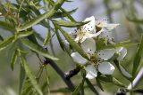 Pyrus regelii