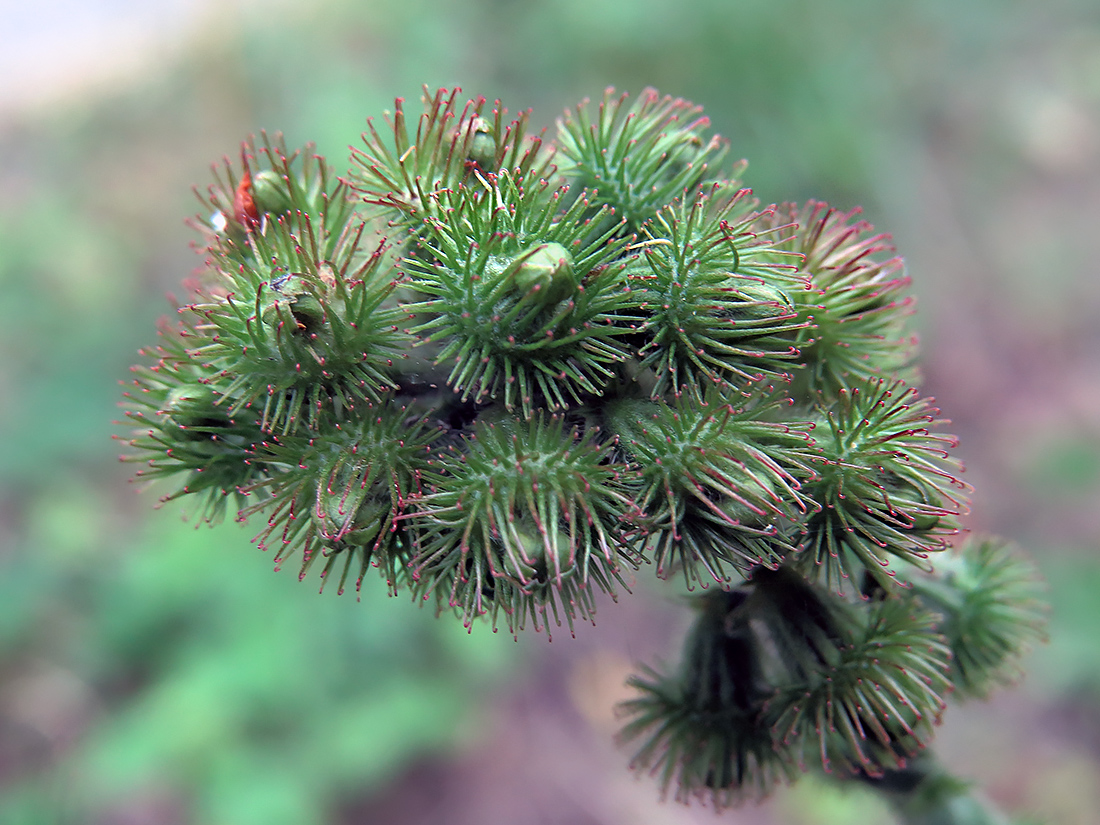 Image of Agrimonia eupatoria specimen.