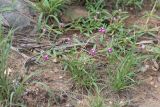 Gisekia africana