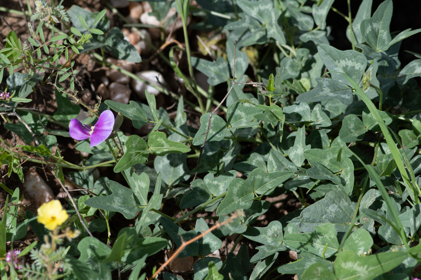 Image of Vigna frutescens specimen.