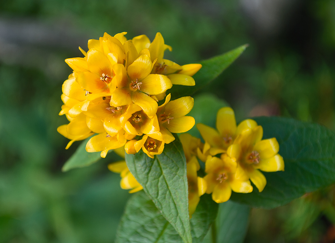 Image of Lysimachia vulgaris specimen.