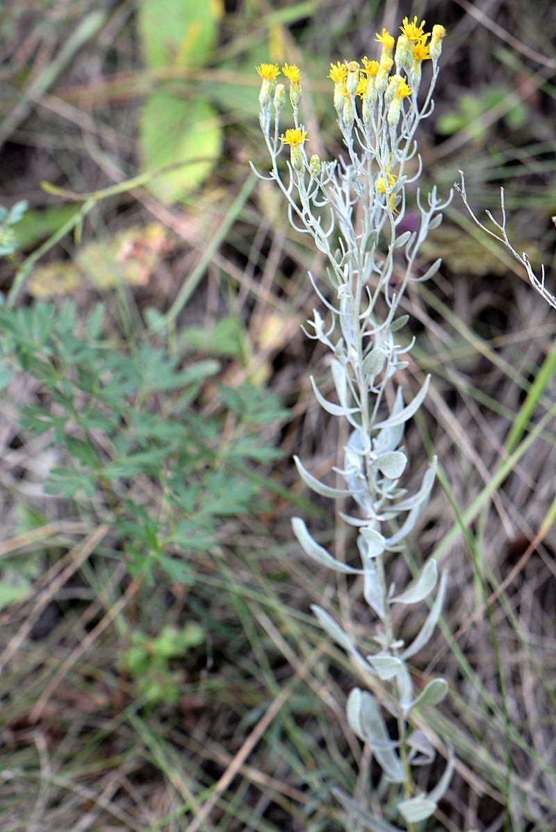 Image of Galatella villosa specimen.