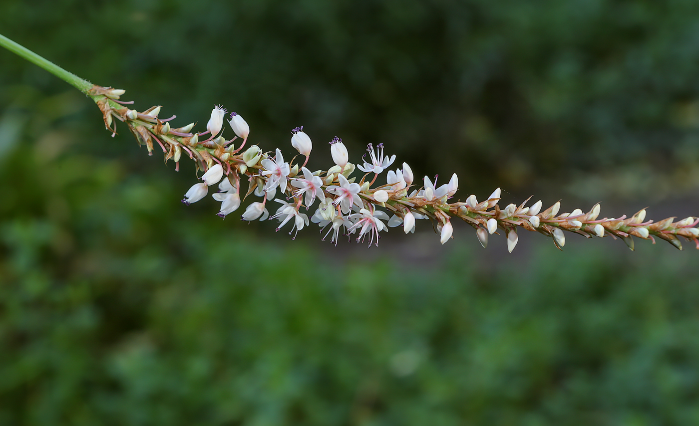 Image of Bistorta amplexicaulis specimen.