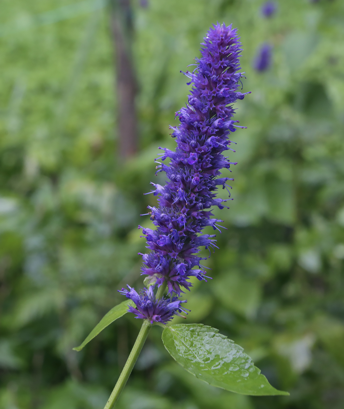 Image of Agastache rugosa specimen.