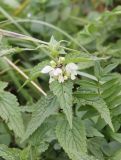 Lamium album