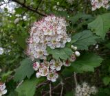 Crataegus sanguinea. Соцветия и листья. Тверская обл., Весьегонский р-н, ур. Пьяная поляна, сосновый лес, реликт культуры. 4 июня 2020 г.
