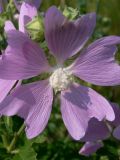 Malva thuringiaca