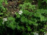 Anemonastrum crinitum. Цветущее растение. Иркутская обл., Слюдянский р-н, окр. пос. Ангасолка, дол. р. Ангасолка, смешанный лес. 23.05.2020.