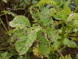 Solanum tuberosum. Лист, поражённый фитофторозом. Тверская обл., Весьегонский р-н, с. Чистая Дуброва, картофельник. 4 августа 2020 г.