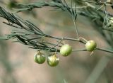 Asparagus officinalis. Часть веточки с незрелыми плодами. Волгоградская обл., Камышинский р-н, Лебяженское сельское поселение, окр. горы Уши, песчаный овраг. 31.05.2019.