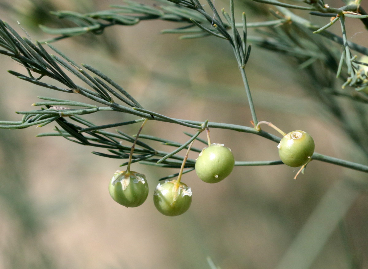 Image of Asparagus officinalis specimen.