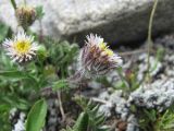 Erigeron uniflorus