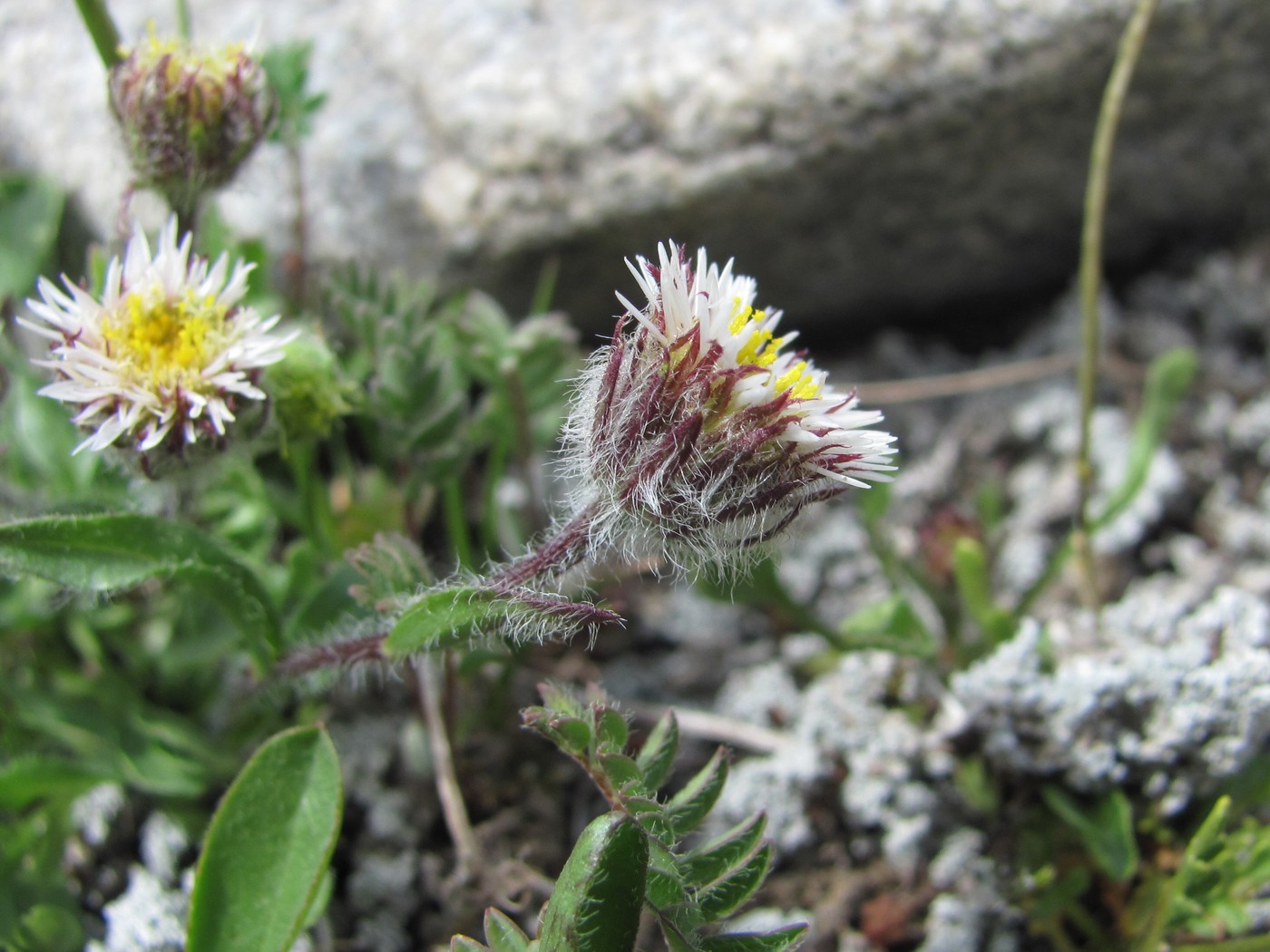 Image of Erigeron uniflorus specimen.