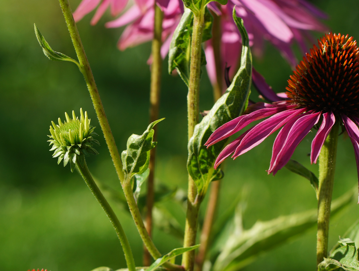 Изображение особи Echinacea purpurea.