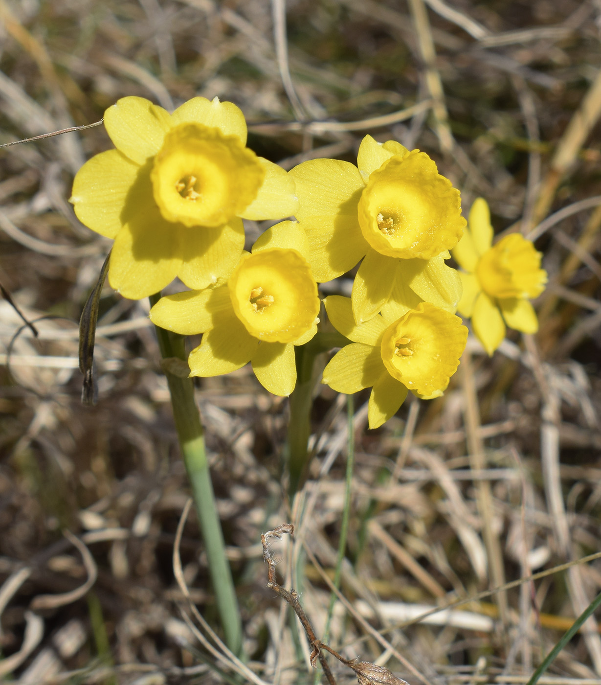 Image of Narcissus assoanus specimen.