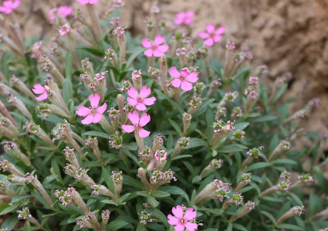 Изображение особи Silene depressa.