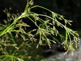 Scirpus orientalis