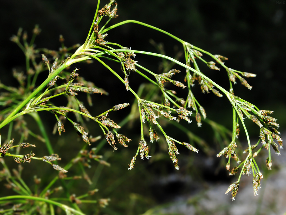 Изображение особи Scirpus orientalis.