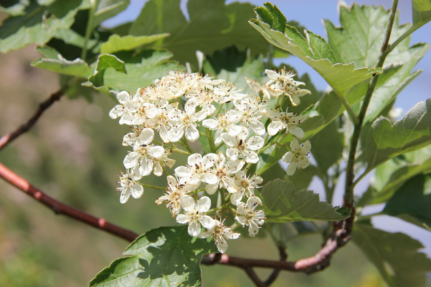 Image of Sorbus persica specimen.