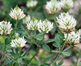 Trifolium apertum. Верхушки побегов с соцветиями. Краснодарский край, Крымский р-н, окр. хут. Новоукраинский, зарастающая техногенная площадка. 03.06.2019.