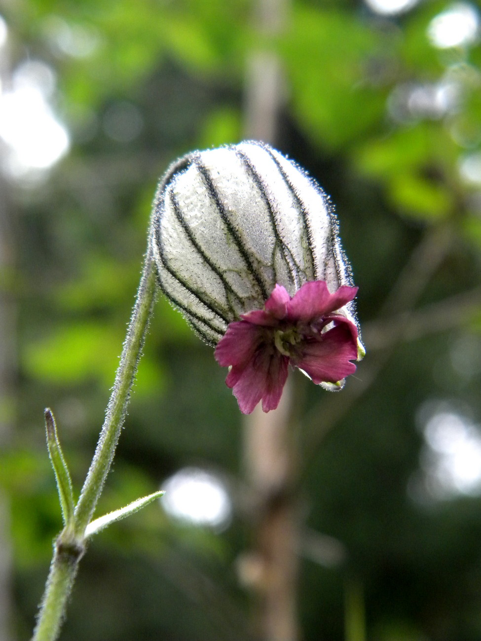 Изображение особи Gastrolychnis tristis.