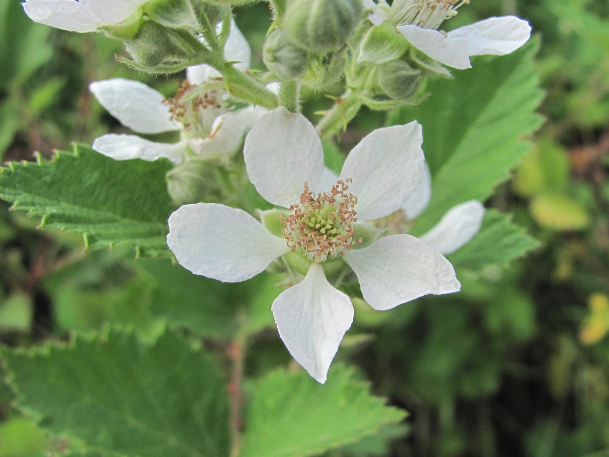 Изображение особи Rubus sanctus.