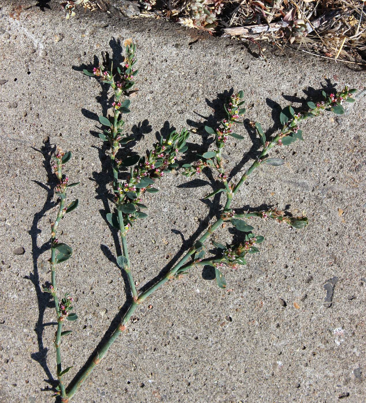 Image of Polygonum rurivagum specimen.