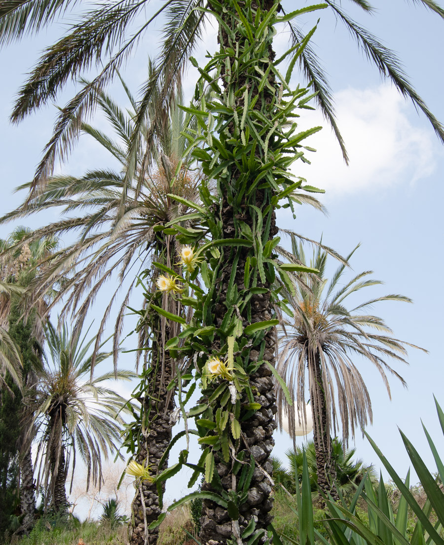 Image of genus Hylocereus specimen.