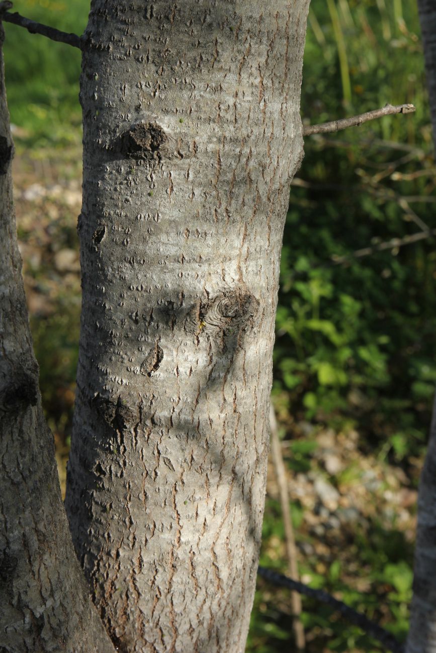 Изображение особи Populus alba.