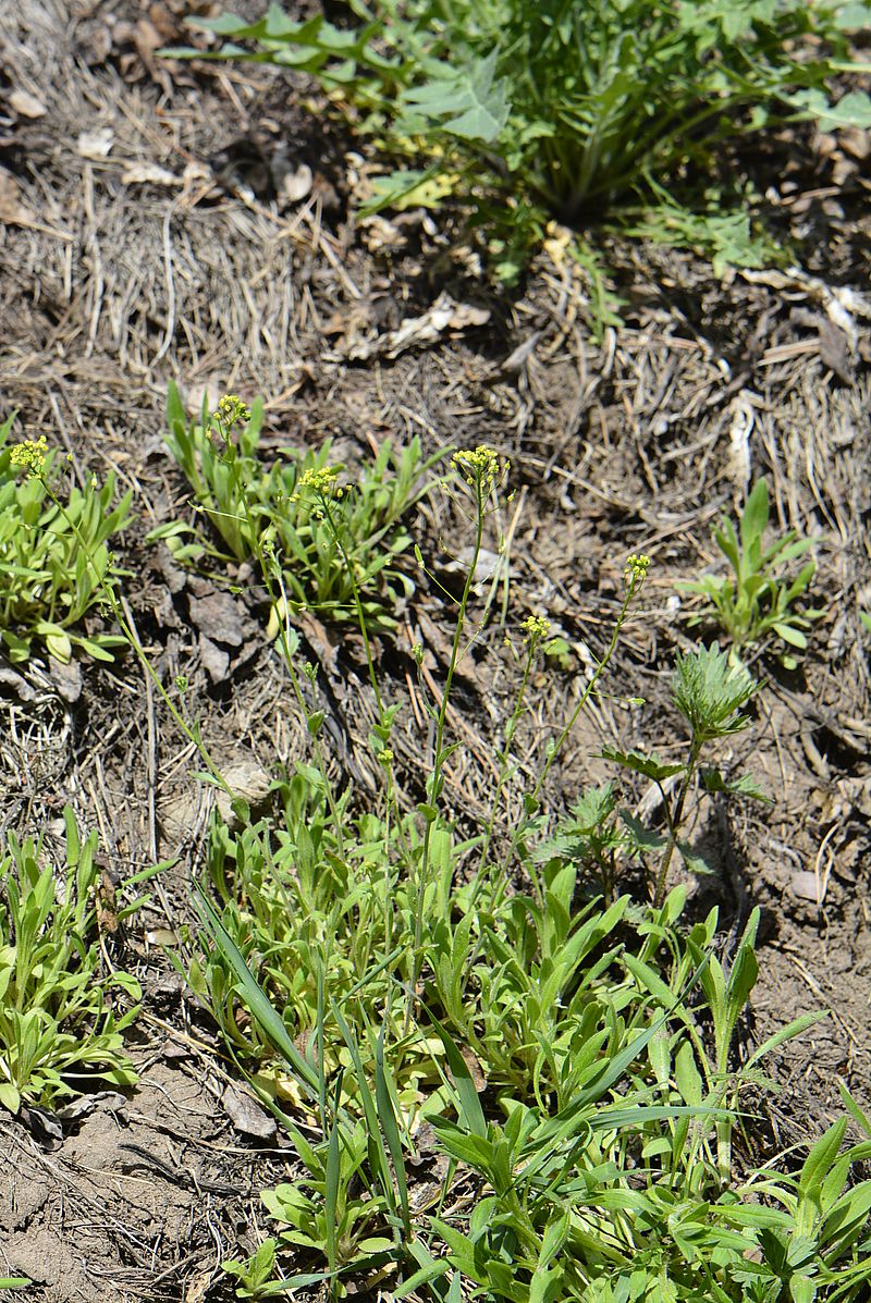 Image of Draba nemorosa specimen.