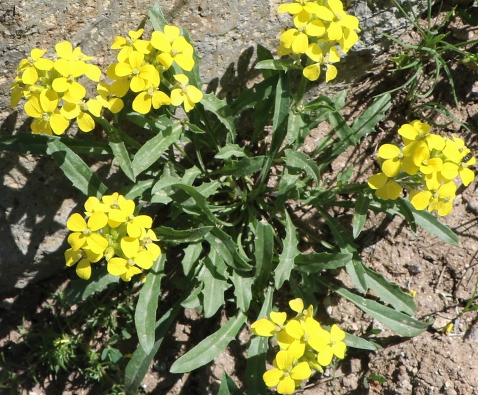 Image of genus Erysimum specimen.