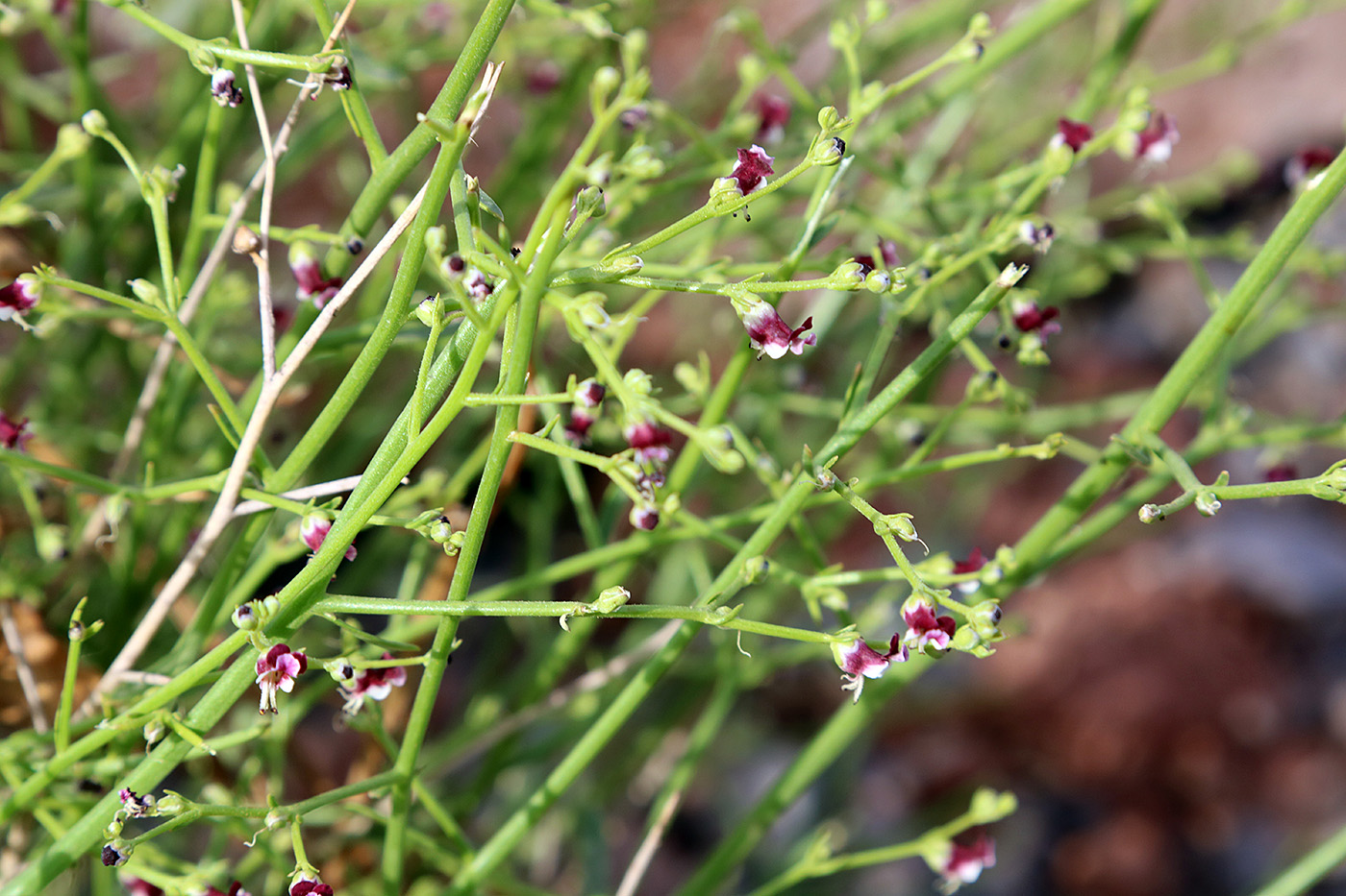 Image of Scrophularia striata specimen.