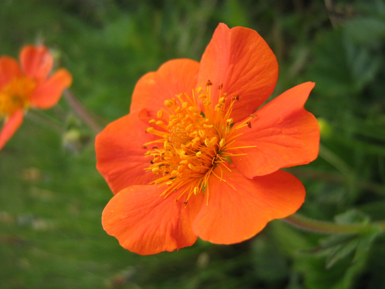 Изображение особи Geum coccineum.