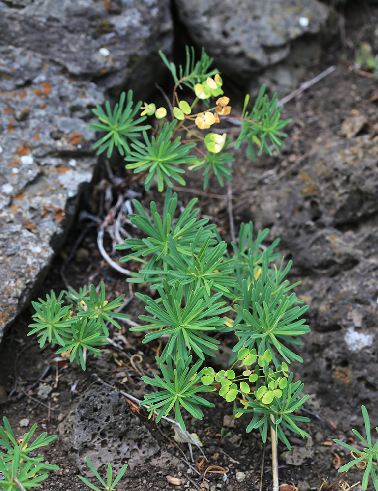 Image of Euphorbia leoncroizatii specimen.