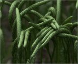 Lycopodium clavatum. Стробилы. Владимирская обл., Сулогодский р-н, окр. дер Митино. 03.07.2021.